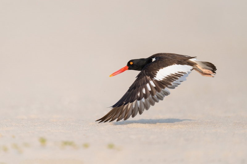 American-Oystercatcher-3200-male-headed-for-more-food-for-the-chicks-_A1G0996-Nickerson-Beach-Park-Lido-Beach.-Long-Island-NY