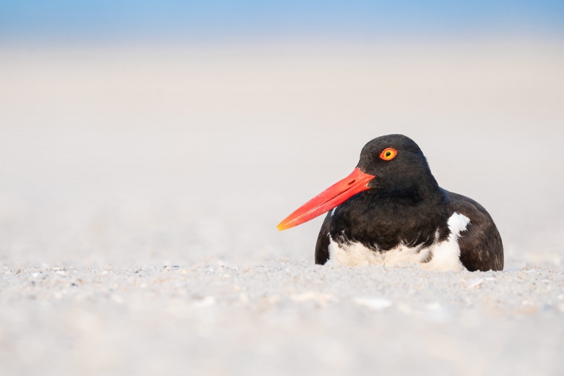 American-Oystercatcher-3200-on-eggs-in-scrape-_A1G5864-Nickerson-Beach-Park-Lido-Beach.-Long-Island-NY