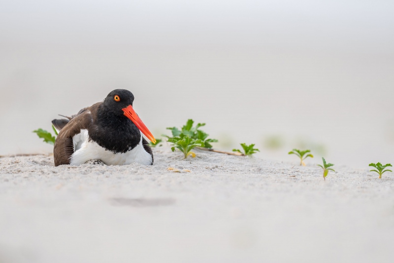 American-Oystercatcher-3200-on-three-eggs-_A1G7495-Nickerson-Beach-Park-Lido-Beach.-Long-Island-NY