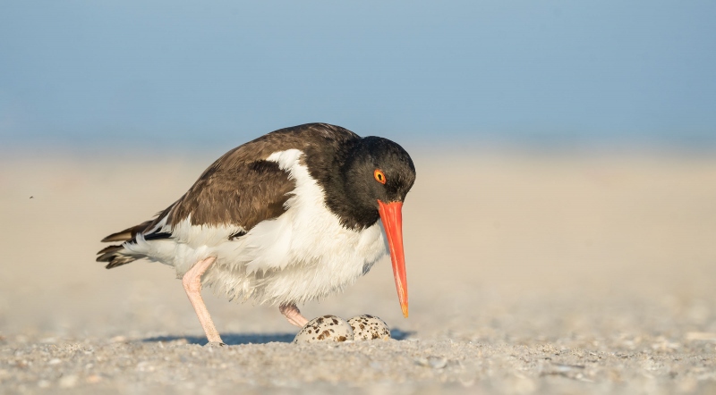 American-Oystercatcher-3200-settling-down-on-nest-with-eggs-one-hatched-_A1G2949-Nickerson-Beach-Park-Lido-Beach.-Long-Island-NY
