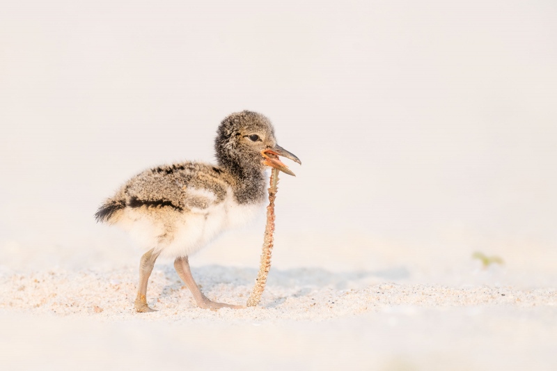 American-Oystercatcher-3200-with-Sandworm-_A1G9947-Nickerson-Beach-Park-Lido-Beach.-Long-Island-NY