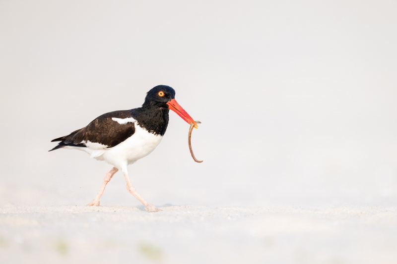 American-Oystercatcher-3200-with-seaworm-for-chicks-_A1G0286-Nickerson-Beach-Park-Lido-Beach.-Long-Island-NY