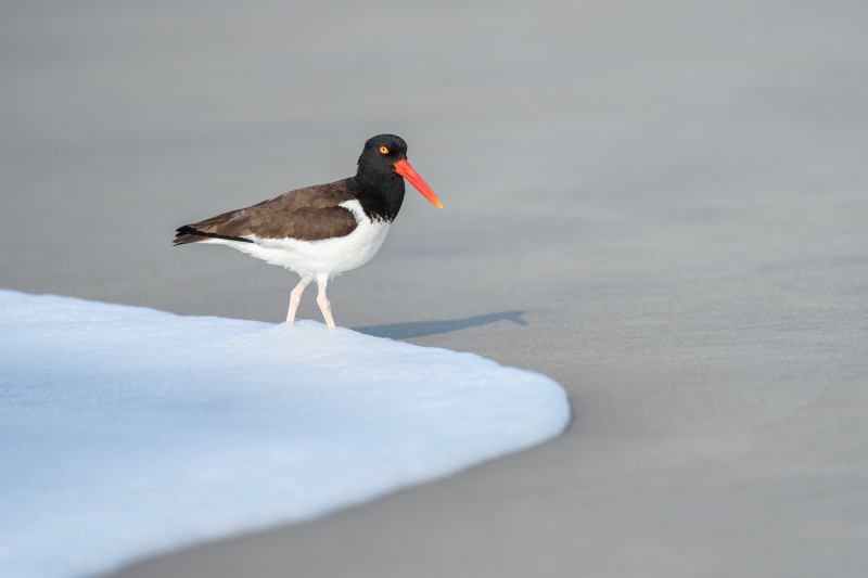 American-Oystgercatcher-3200-standing-in-wash-_A1G1200-Nickerson-Beach-Park-Lido-Beach.-Long-Island-NY-copy