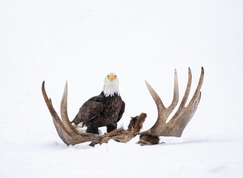 Bald-Eagle-3200-Moose-antlers-in-snow-Bb-Eastman-_A1G2774Sterlinghighwayhomer