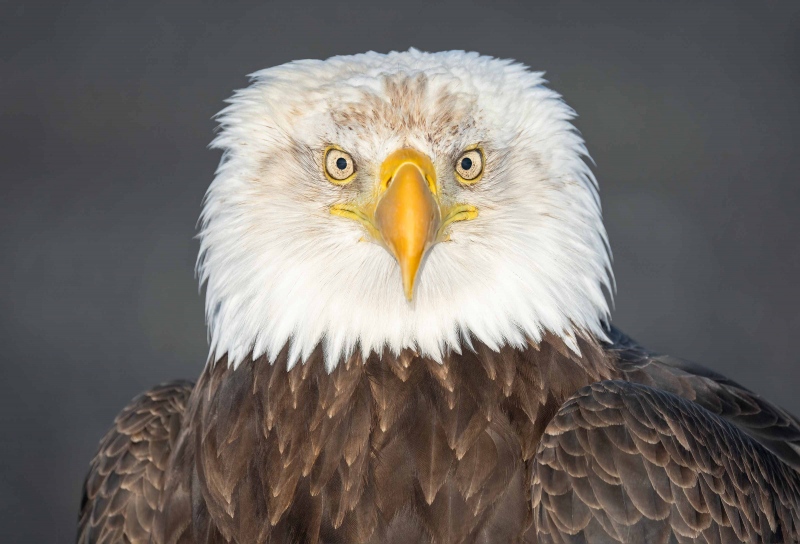 Bald-Eagle-3200-adult-female-_A1G6680-China-Poot-Kachemak-Bay-AK