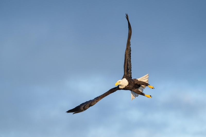 Bald-Eagle-3200-adult-in-flight-_A1G5574-China-Poot-Kachemak-Bay-AK