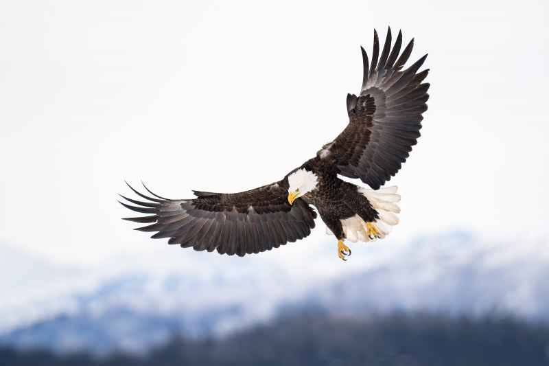 Bald-Eagle-3200-adult-landing