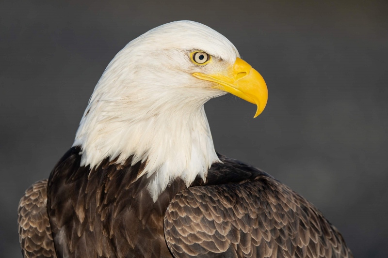 Bald-Eagle-3200-adult-looking-regal-_A1G6400-China-Poot-Kachemak-Bay-AK