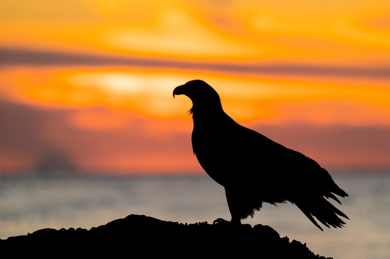Bald-Eagle-3200-at-sunset-_A1G9948-Kachemak-Bay-AKA