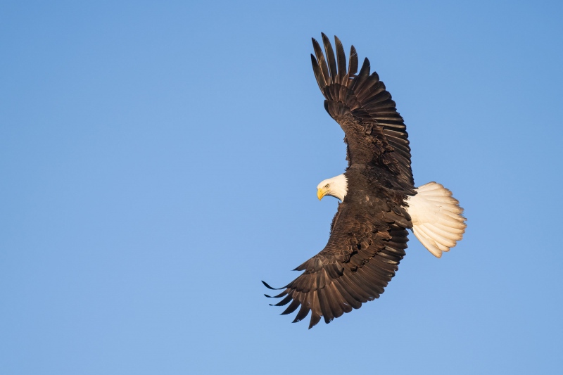 Bald-Eagle-3200-banking-_A1G0753-Kachemak-Bay-AK