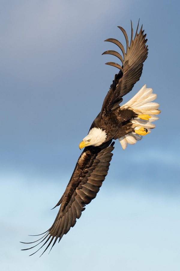 Bald-Eagle-3200-banking-_A1G5645-China-Poot-Kachemak-Bay-AK