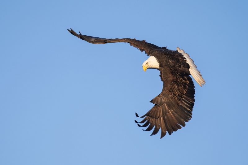 Bald-Eagle-3200-banking-flight-_A1G0763-Kachemak-Bay-AK