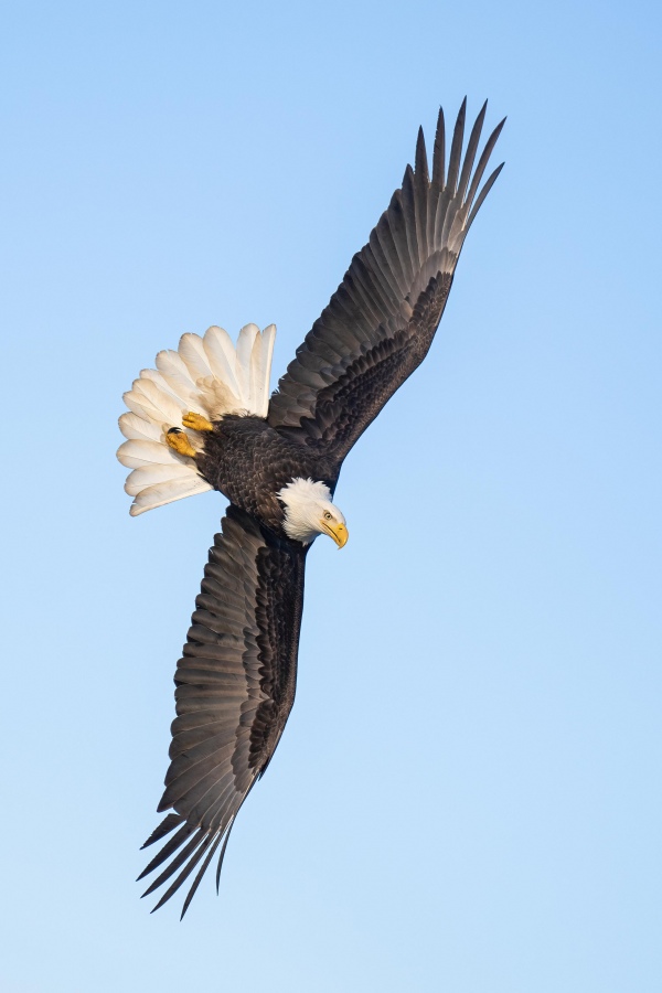 Bald-Eagle-3200-beginning-dive-_A1G6728Sterlinghighwayhomer