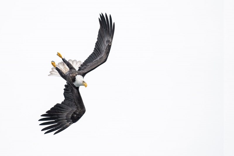 Bald-Eagle-3200-beginnning-dive-_A1G8528-Kachemak-Bay-AK