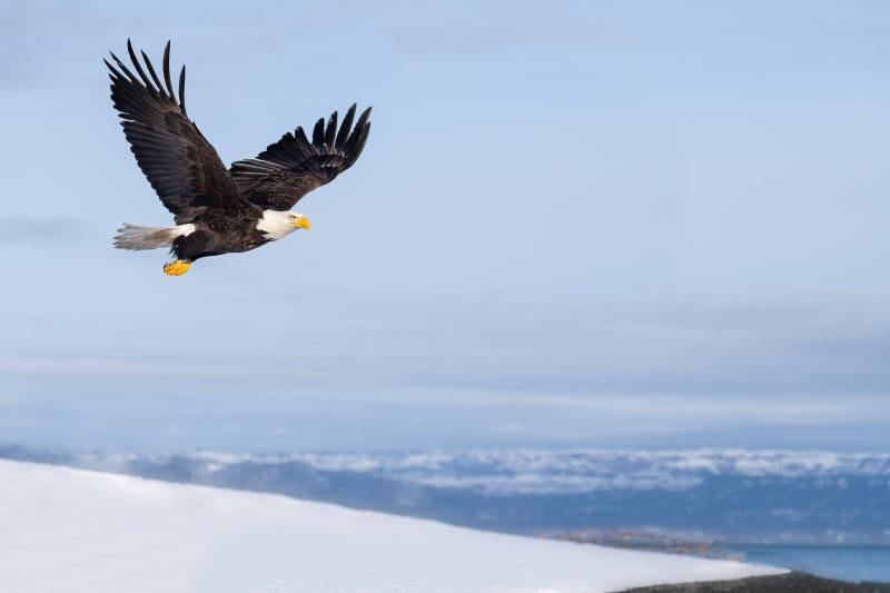 Bald-Eagle-3200-bird-scape-_A1B3227