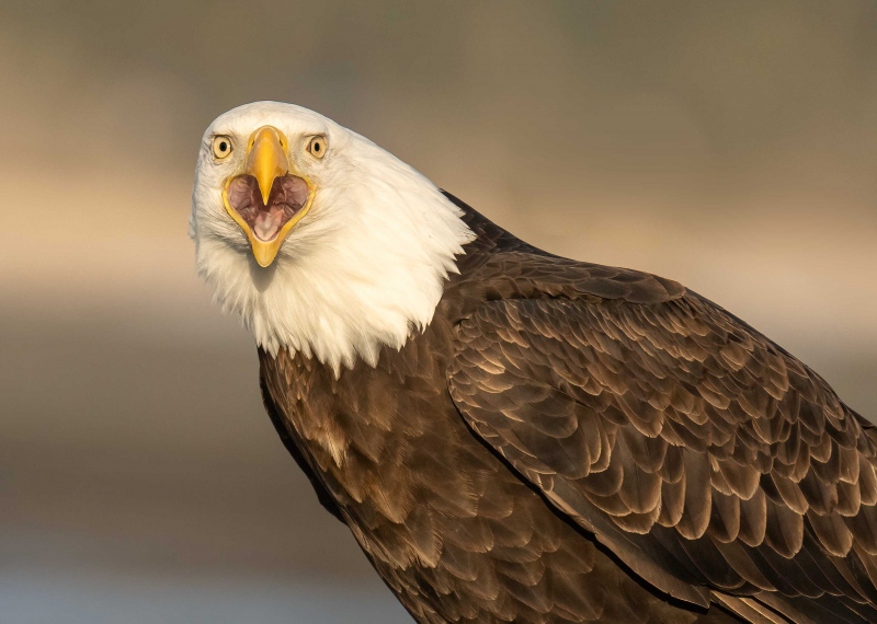 Bald-Eagle-3200-calling-_A1G8164-Kachemak-Bay-AKA