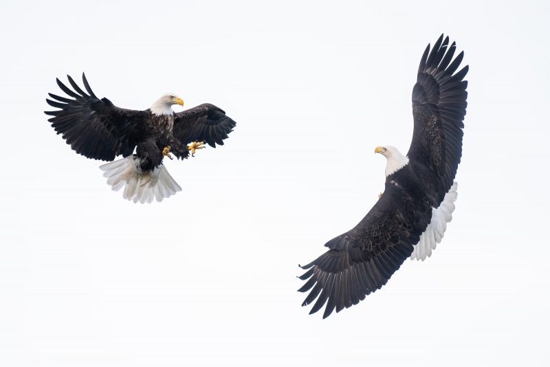 Bald-Eagle-3200-confrontation-Bob-Eastman-_A1G2863Sterlinghighwayhomer