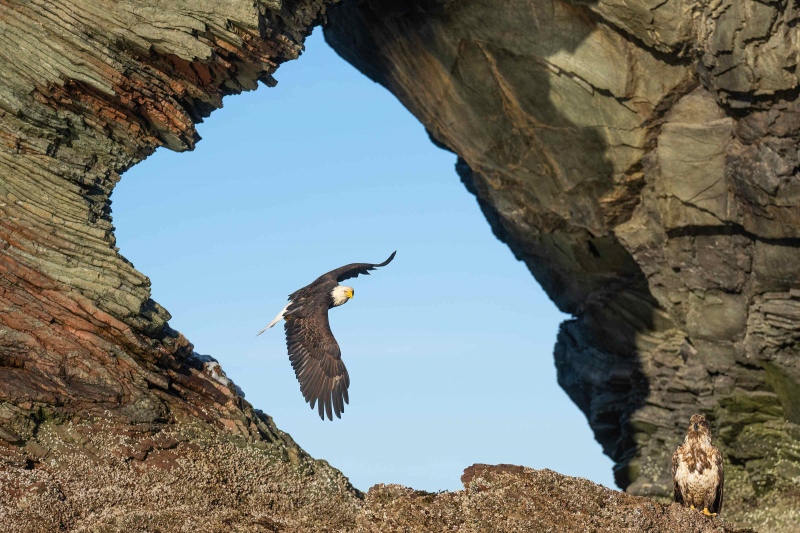 Bald-Eagle-3200-flying-through-hole-in-Elephont-Rock-_A1G0054-Kachemak-Bay-AKB