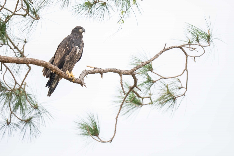 Bald-Eagle-3200-just-out-of-nest-_A1G4756-Indian-Lake-Estates-FL