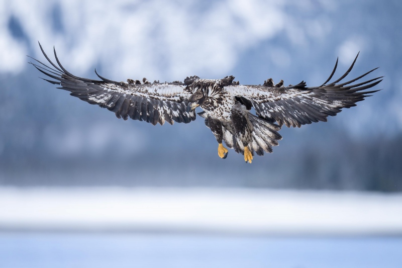Bald-Eagle-3200-juvenile-_A1G0175-Kachemak-Bay-AK