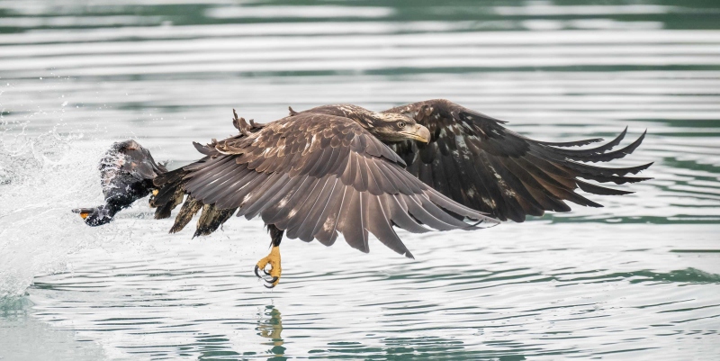 Bald-Eagle-3200-juvenile-grabbinbg-Black-Scoter-carcass-BOB-EASTMAN-_A1G9702Sterlinghighwayhomer