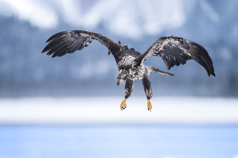Bald-Eagle-3200-juvenile-landing-_A1G0179-Kachemak-Bay-AK