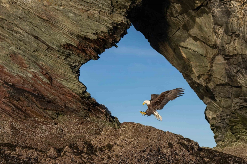 Bald-Eagle-3200-landing-Elephant-Rock-_A1G7292Sterlinghighwayhomer