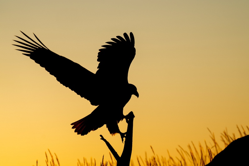 Bald-Eagle-3200-landing-at-sunset-_A1G9519-Kachemak-Bay-AK