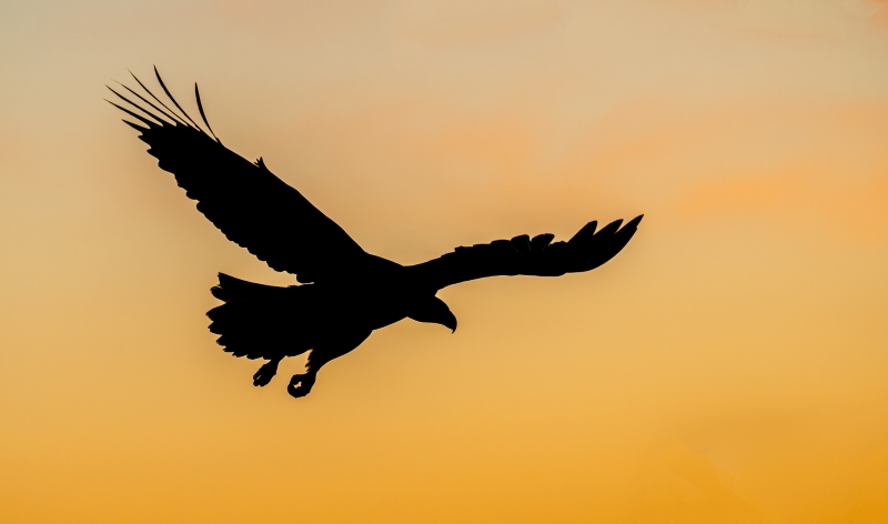 Bald-Eagle-3200-landing-silhouette-_A1G4412-Kachemak-Bay-AK