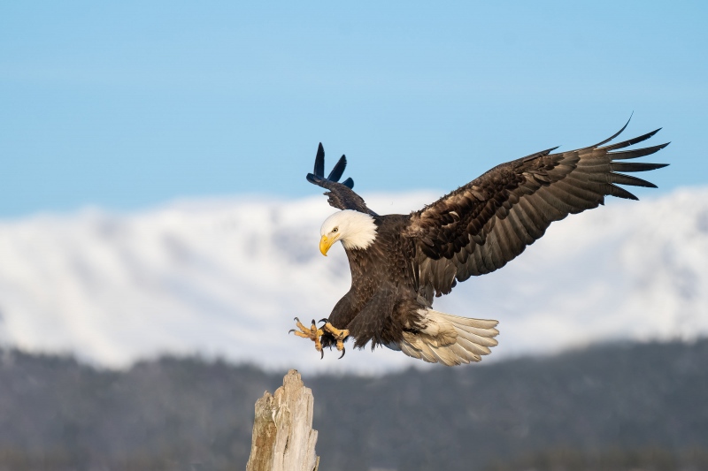 Bald-Eagle-3200-landing