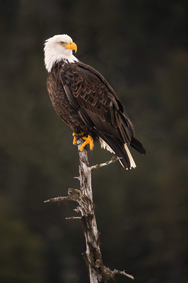 Bald-Eagle-3200-on-perch-CJ-Image-_A1G4712