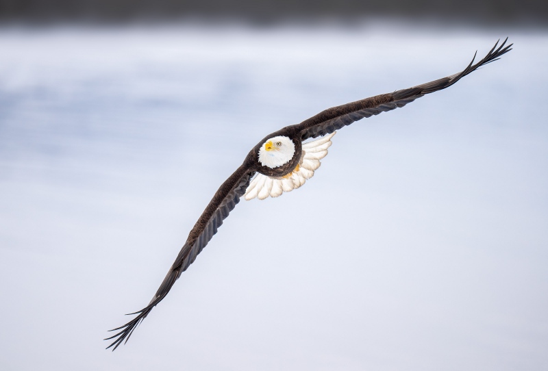 Bald-Eagle-3200-over-creek-_A1G0263-Kachemak-Bay-AK