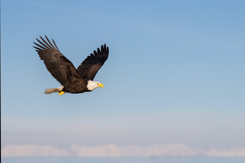 Bald-Eagle-3200-over-distant-mountains-Bob-Eastman-_A1G2241Sterlinghighwayhomer