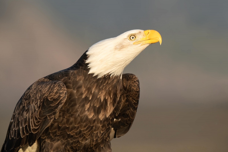 Bald-Eagle-3200-posturing-_A1G1179-Kachemak-Bay-AK