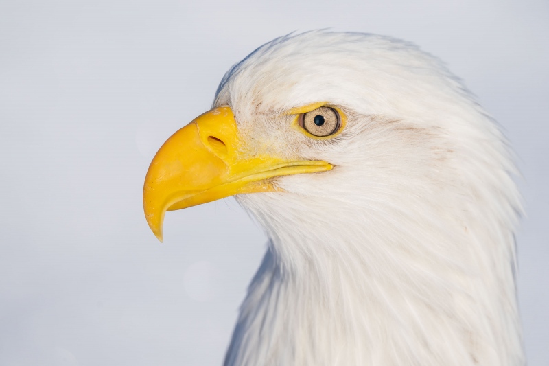 Bald-Eagle-3200-pure-face-portrait-_A1G6316-China-Poot-Kachemak-Bay-AK