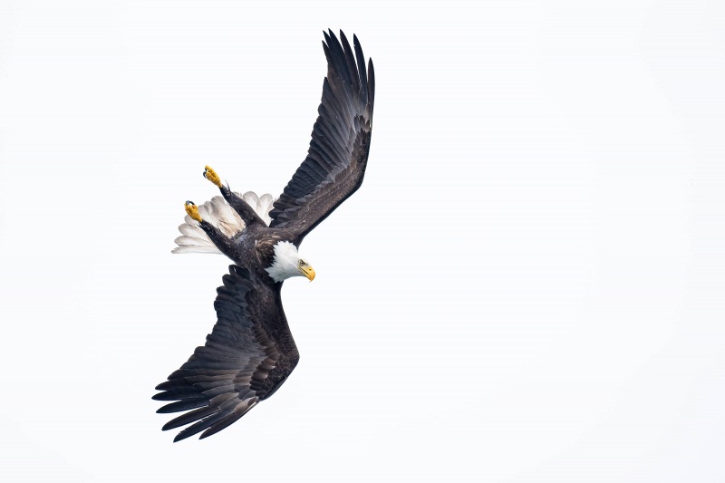 Bald-Eagle-3200-starting-dive-CJ-_A1G7690