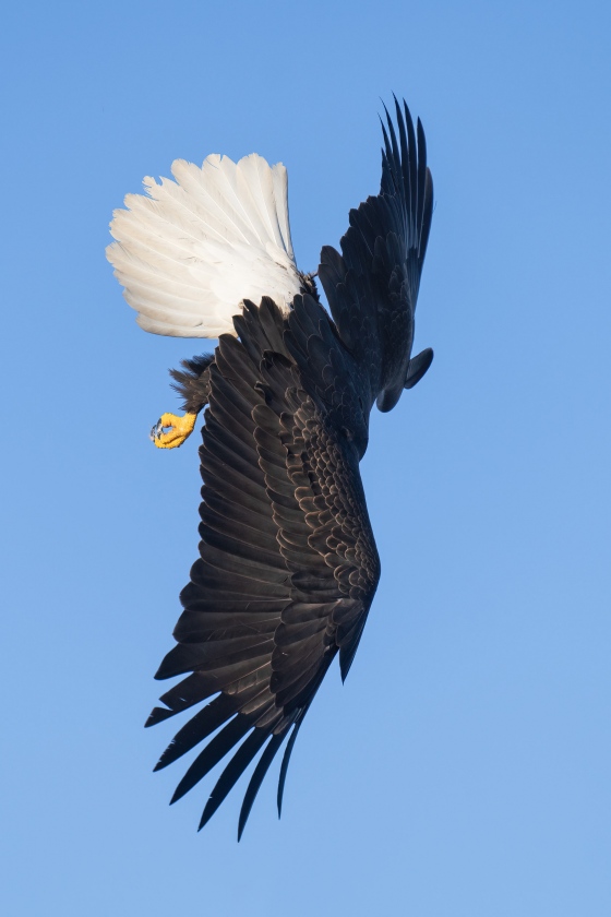 Bald-Eagle-3200-starting-dive-no-head-_A1G0447-Kachemak-Bay-AK