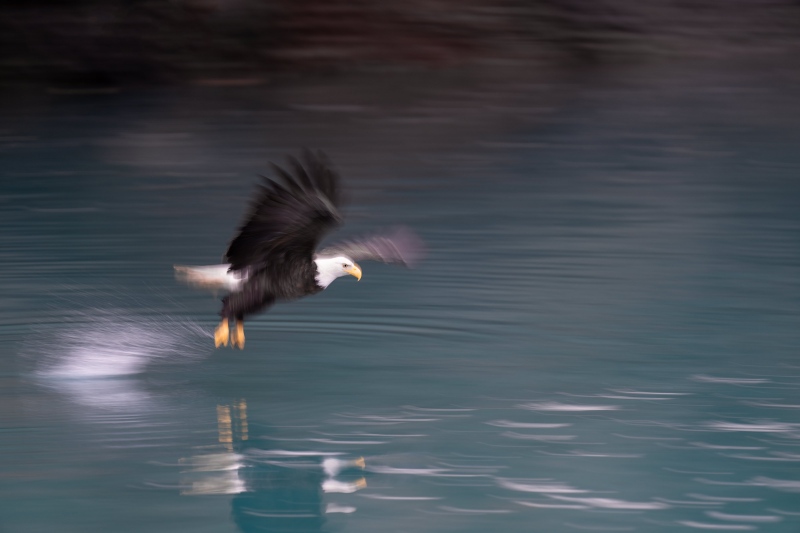 Bald-Eagle-3200-striking-blur-_A1G9110-Kachemak-Bay-AK