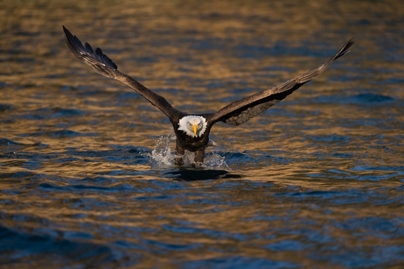 Bald-Eagle-3200-striking-right-at-me-_A1G8720-Kachemak-Bay-AK