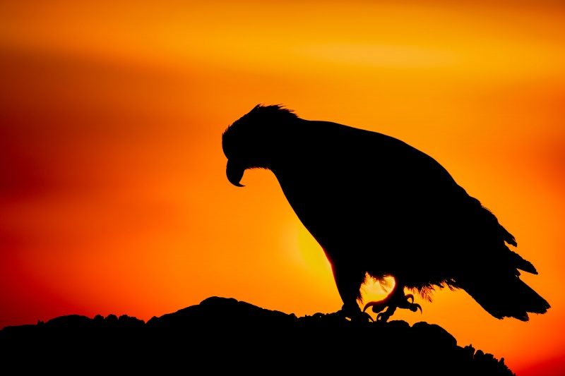 Bald-Eagle-3200-sunset-silhouette-Bob-Eastman-_A1G1184Sterlinghighwayhomer