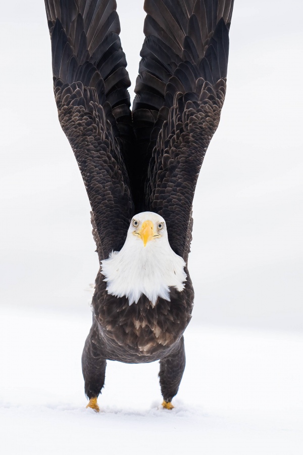 Bald-Eagle-3200-taking-flight-_A1G0681-Kachemak-Bay-AK