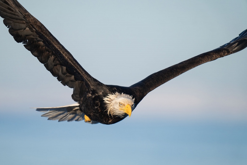 Bald-Eagle-3200-tight-flight-_A1G2053-Kachemak-Bay-AK