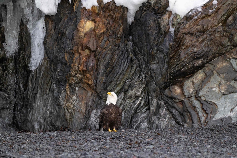 Bald-Eagle-3200-w-rock-wall-CJ-hoto-_A1G1195