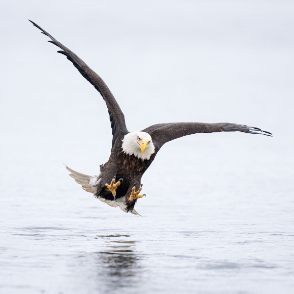 Bald-Eagle-striking-2400-_A1G3236-McKeon-Spit-Kachemak-Bay-AK