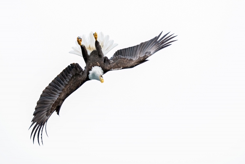 Bald-Eagle-upside-down-Vasili-image-_L9I8680