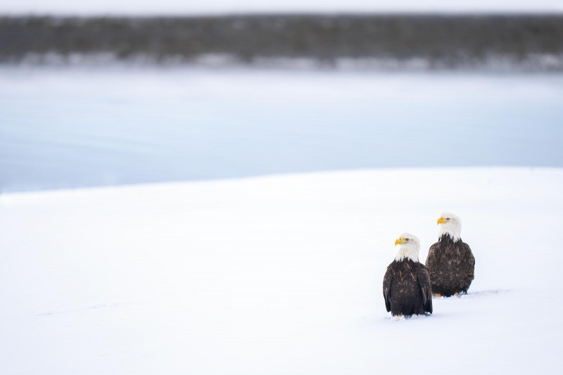 Bald-Eagles-3200-in-snow-_A1G0322-Kachemak-Bay-AK