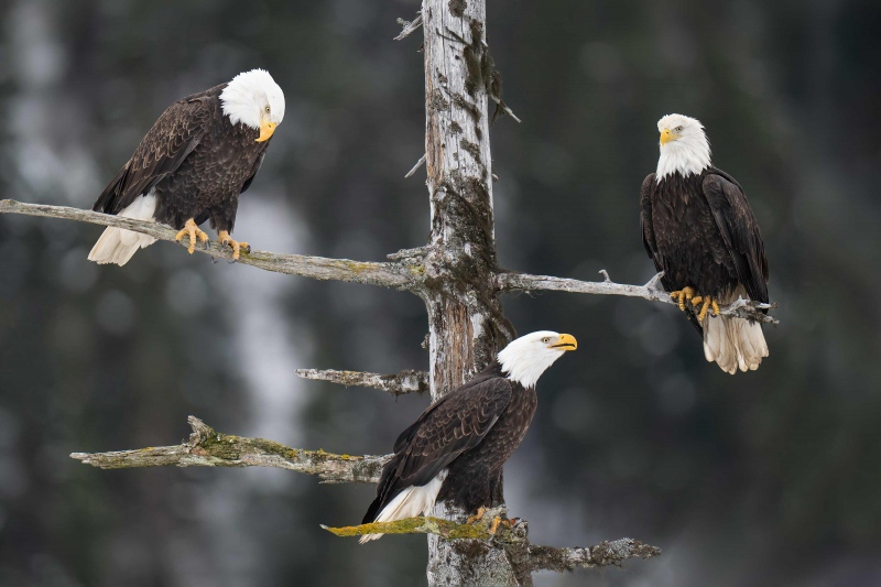 Bald-Eagles-3200-in-tree-one-calling-_A1G1057-Franklin-Flats-Kachemak-Bay-AK