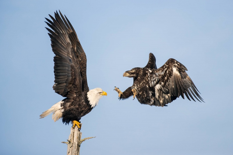 Bald-Eagles-juvie-running-adult-off-perch-Vasili-image_L9I0876