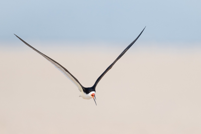 Black-Skimmer-3200-calling-in-flight-_A1G1030-Nickerson-Beach-Park-Lido-Beach.-Long-Island-NY-2