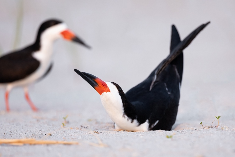 Black-Skimmer-3200-digging-nest-scrape-_A3A2372